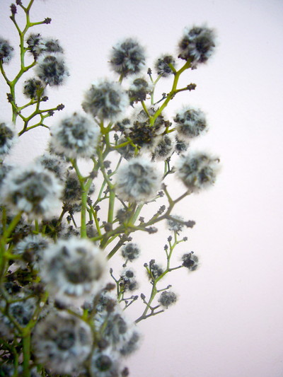 スターリンジア